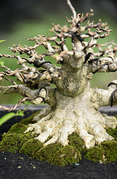 istock Bonsai tree in details and close up 2251984825