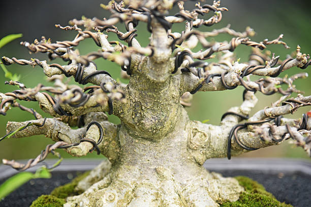 istock Bonsai tree in details and close up 2251984865