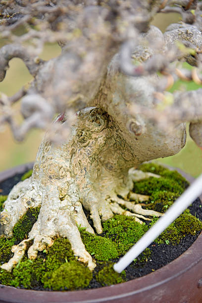 istock Bonsai tree in details and close up 2251984901