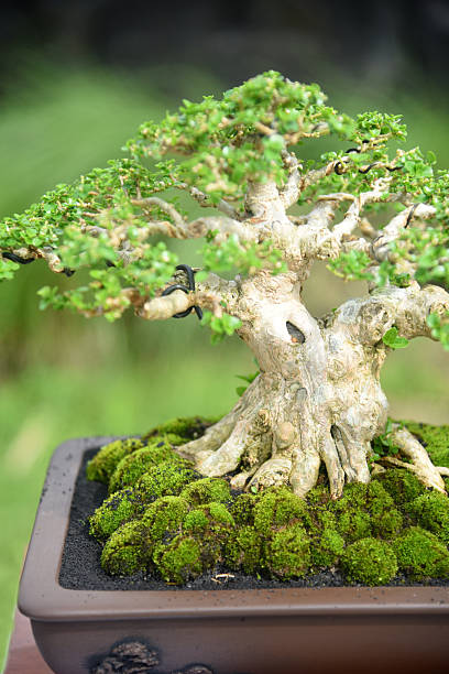istock Bonsai tree in details and close up 2251985008