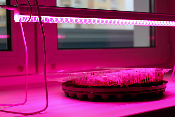 istock Purple Phyto Lamp Light For Plants 2251986642