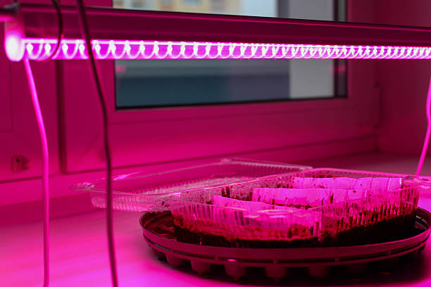 istock Growing seedlings under a phyto lamp in an apartment 2251987001