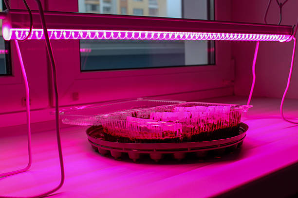 istock Plastic containers under a photo lamp in winter on the windowsill 2251987074