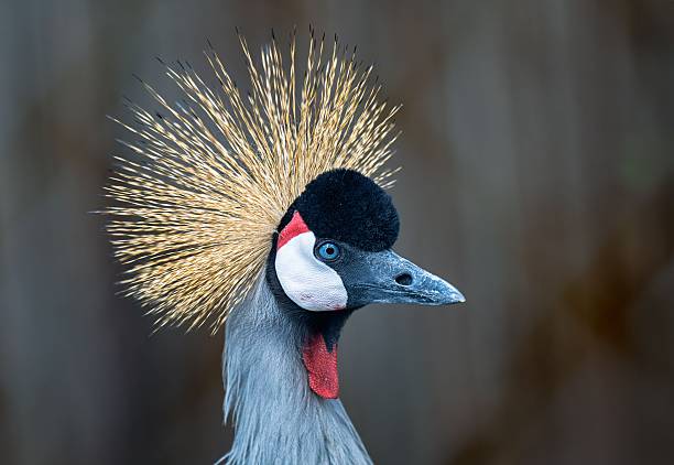 istock Grey Crowned Crane Portrait with Golden Crest 2251987662