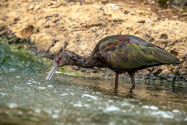 istock Glossy Ibis Foraging in Shallow Water 2251987663