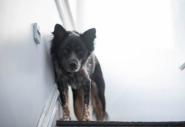 istock Selective focus of a dog lying on the stairs, bokeh background image 2251988152