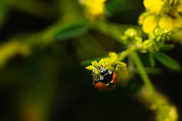 an insect sitting on a plant in spring, macro photo