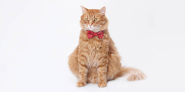 istock Cute Ginger Tabby Cat in Red Bow Tie on White Background 2251991814