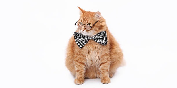 istock Stylish Ginger Cat in Round Glasses and Bow Tie on White Background 2251992336