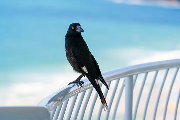 This engaging wildlife image captures an Australian currawong (Strepera graculina) looking directly at the camera, with vibrant coastal water behind it adding colour and contrast to the natural scene