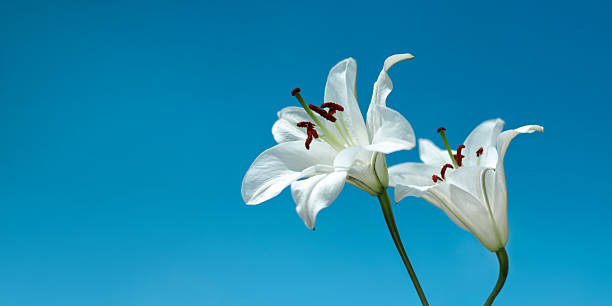 istock White Madonna Lilies Isolated on White Background 2251993508