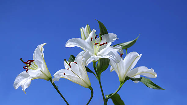 istock White Madonna Lilies Isolated on White Background 2251993539