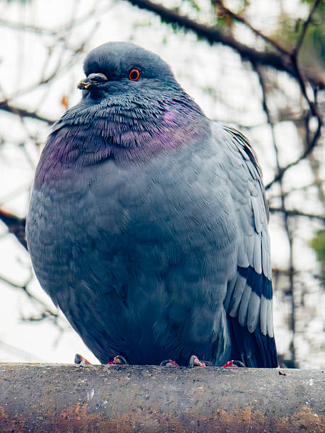 istock City pigeon perching with plump body 2251993625