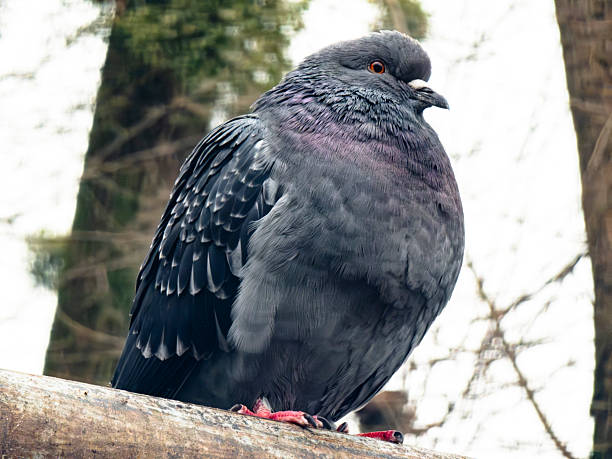 istock Plump rock dove pigeon perched on a wooden branch 2251993671