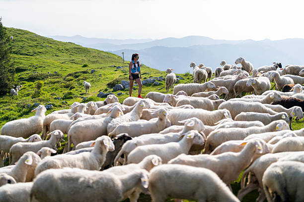 A mid-adult Caucasian woman energetically running on a trail surrounded by a large flock of sheep. The scenic landscape offers a unique and joyful setting for her outdoor adventure.