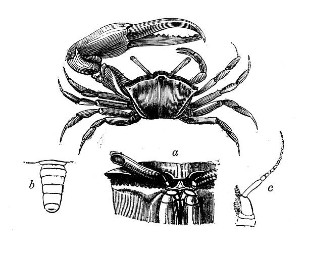 Antique zoology animal illustration: Gelasimus annulipes