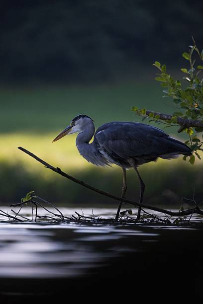 A magnificent grey heron (Ardea cinerea) is captured perched securely on a wooden branch extending over calm water, highlighted by a beautifully soft
