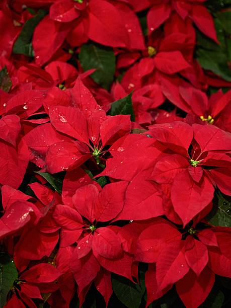 Macrophotography of a poinsettia.