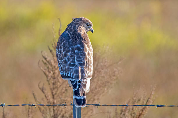 istock Red Shouldered Hawk Perching on Metal Fence Post 2251998214