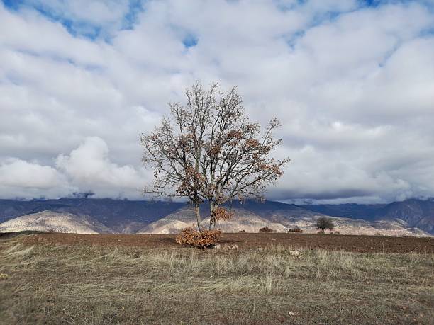 ​“A single oak tree standing tall in the middle of a wide and barren landscape, studying in harsh winter conditions. Although the branches of the tree are bare, they are present on the body as gray fragments from autumn. The backdrop of the photo is formed by folding mountain silhouettes surrounded by dark and dramatic clouds. The dense, white and gray clouds on top contain the cold and melancholy atmosphere of the landscape.