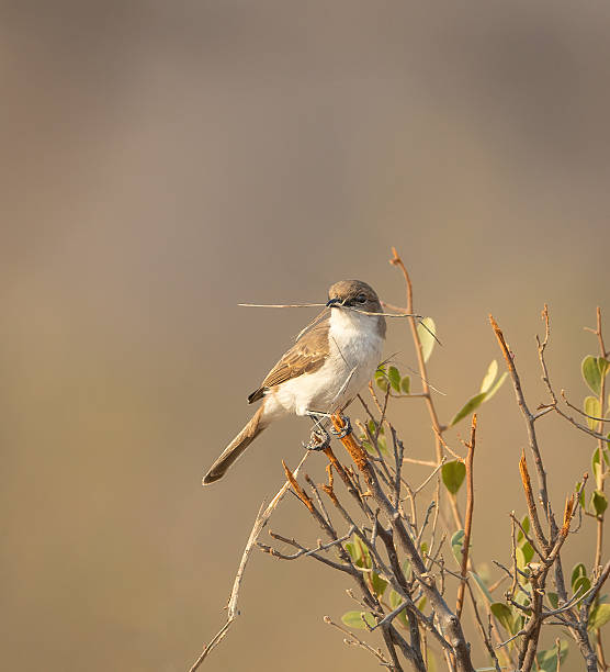 istock A Marico flycatcer  (Bradornis mariquensis) perched on a branch with nesting material in its beak 2252000688