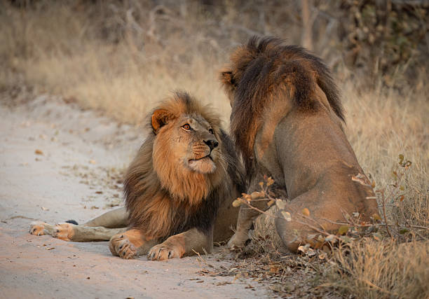 istock Two male lions (Panthera leo)  greeting each other 2252000691