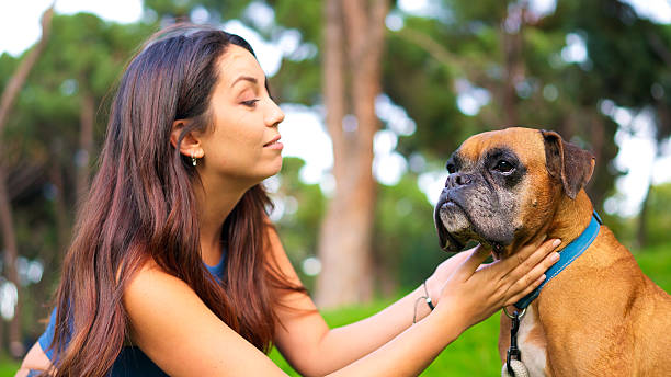istock Woman comforting grumpy boxer dog in park 2252001326