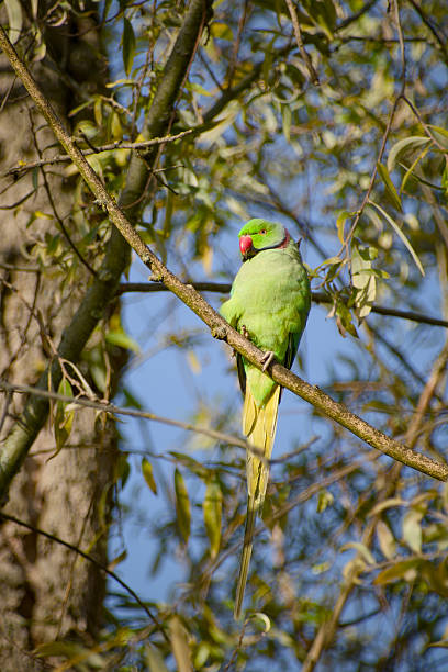 istock Male rose-ringed parakeet 2252001365
