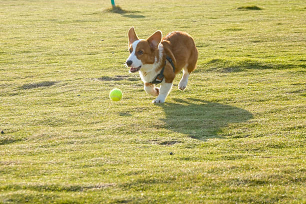 Dog running on green grass while chasing a ball in daylight.
