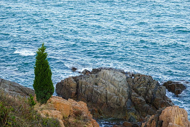 Rocky shoreline with a small tree above the blue sea.