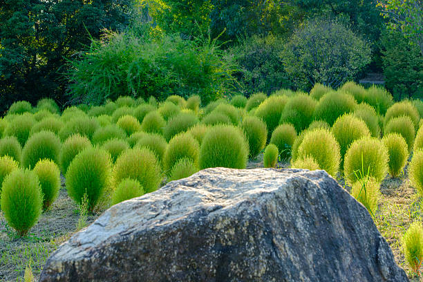 Kochia Bushes and Rock in Park