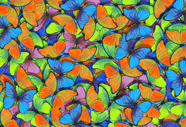 istock Abstract multicolored natural background. Pattern of multicolored butterflies morpho, texture background. 2252002867