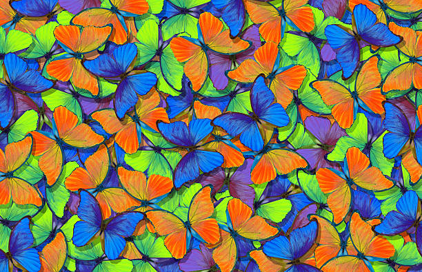 istock Abstract multicolored natural background. Pattern of multicolored butterflies morpho, texture background. 2252003025