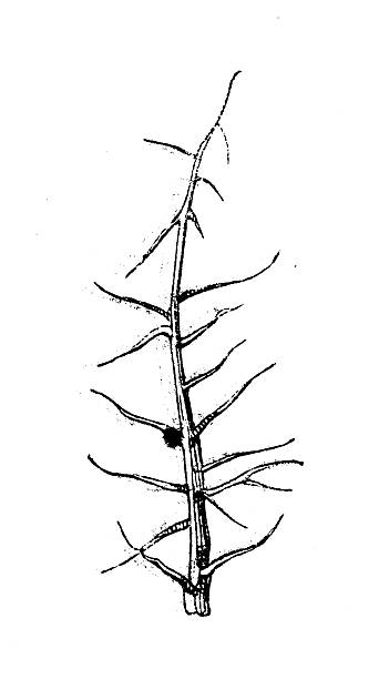 Antique zoology animal illustration: Bristle of Bedeguar of Rose