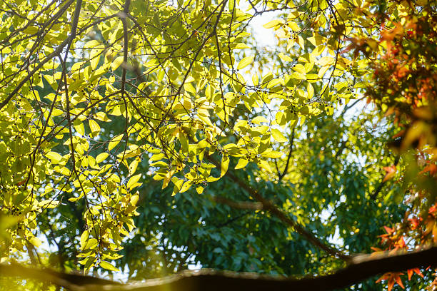 Fresh green leaves and hints of autumn colors illuminated by sunlight filtering through the trees, creating a soft bokeh effect.