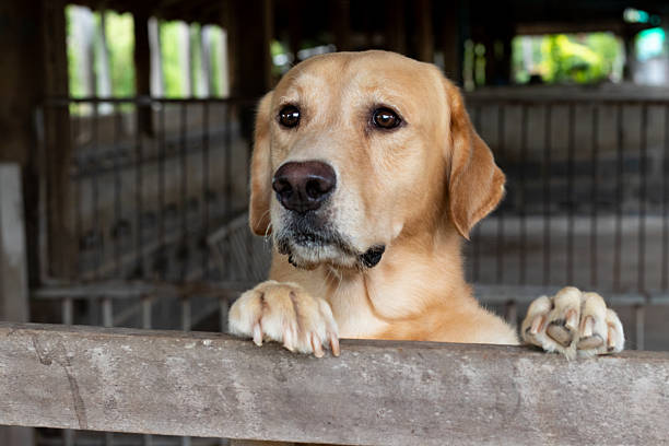 Shot of a cute labrador sitting amongst fallen leaves on the grass outdoors