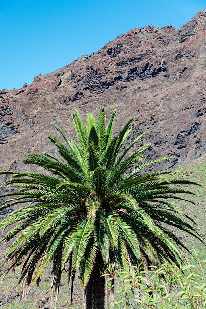 A vibrant palm tree stands boldly in the foreground against a rugged rocky Tenerife mountain backdrop, under a crisp, bright blue sky. Ideal for nature, travel, outdoor, tropical scenery themes.