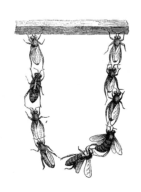 Antique zoology animal illustration: Festoon of Wax Workers
