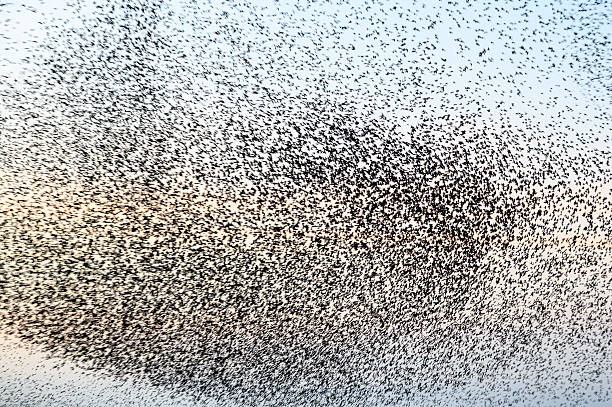 Starling birds murmuration in the sky during a calm sunset at the end of the day. Huge groups of starlings (Sturnidae) in the sky that move in shape-shifting clouds before the night.  Sparrow hawks birds of prey hunt for starlings making the large flock of birds react.