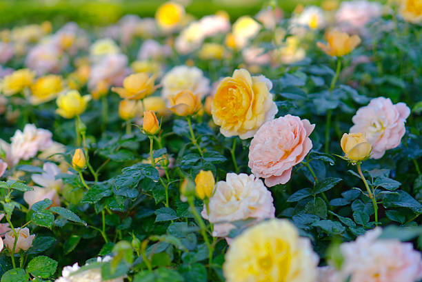 Delicate roses in soft yellow, peach, and pale pink bloom densely, covered with fresh water droplets. The bright, blurred background creates a tranquil, romantic summer garden scene.