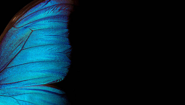 istock Wings of a butterfly Morpho texture background. Morpho butterfly. Copy space. 2252011630