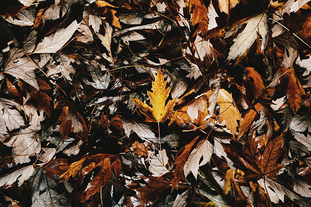 Fallen leaves with one yellow leaf surrounded by dry leaves.