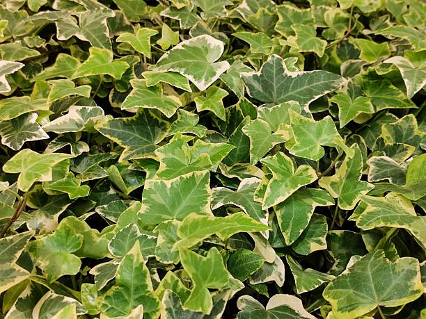 istock Variegated English Ivy 2252012100