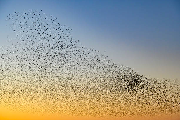 istock Starling murmuration during sunset at the end of a winter day 2252012517