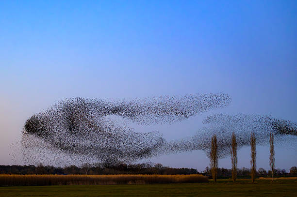 istock Starling murmuration during sunset at the end of a winter day 2252012578