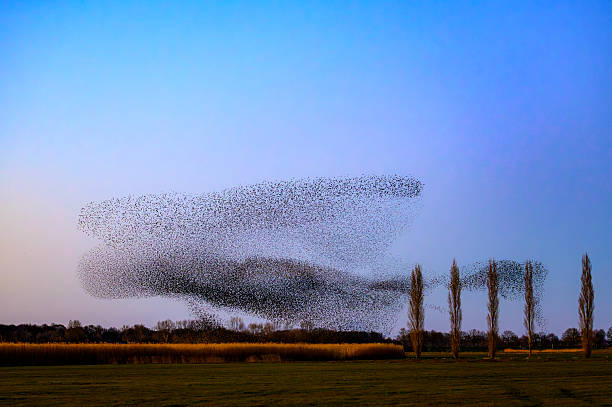 istock Starling murmuration flying in a massive, shape-shifting flock against a vibrant twilight sky over a rural landscape in the Netherlands. 2252012588