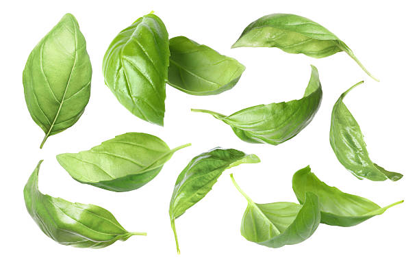istock Fresh basil leaves isolated on white, set 2252012905