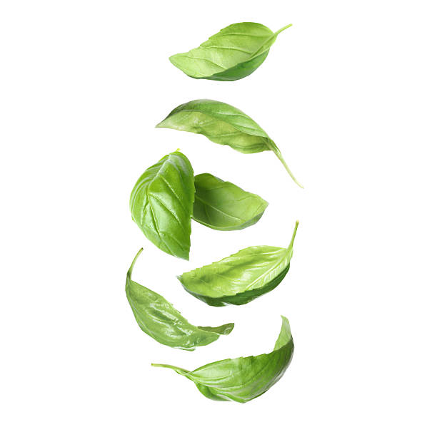 istock Fresh basil leaves in air on white background, set 2252012906