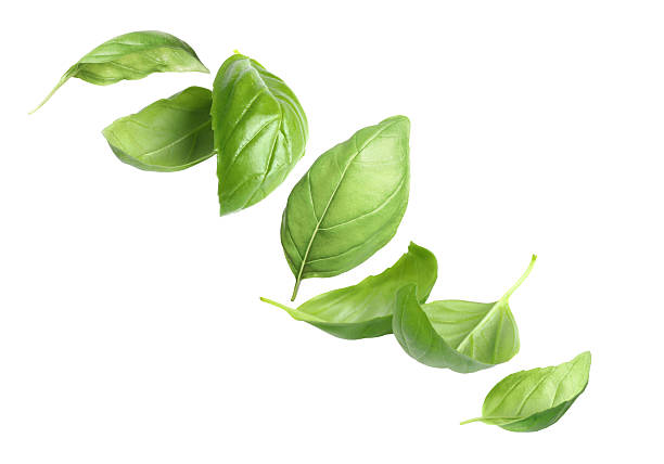 istock Fresh basil leaves in air on white background, set 2252012909