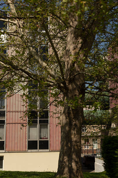 istock Tree and structure coexistence shapes neighborhood character and identity 2252014590